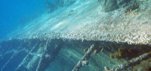 渔业与中国南海主权维护的法律问题视频教程 褚晓琳 2讲 上海海洋大学