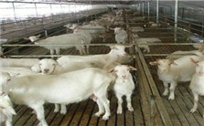 我国羊胚胎工程研究进展及其在养羊生产中的应用视频教程 石国庆 3讲 新疆农垦科学院