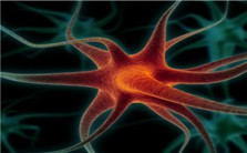 Neural Information Processing with Dynamical Synapses视频教程 吴思 3讲 北京师范大学