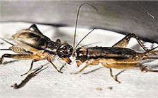 体育民俗——斗蟋蟀的绝技与文化解读视频教程 秦维宪 6讲 其他