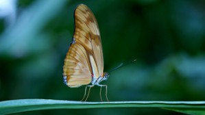 神奇的昆虫世界视频教程 殷海生 3讲 中国科学院上海昆虫博物馆