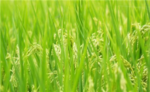 乡村治理结构与基层机构改革视频教程 陈文胜 3讲 湖南省社会科学院