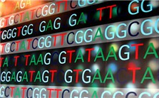 高通量基因分型视频教程 郑思群 3讲 美国维克森林大学