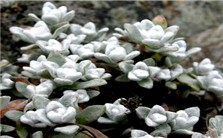 青藏高原高山植物进化与适应研究视频教程 刘建全 3讲 四川大学