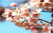 语言照明的世界——聚会繁花视频教程 金宇澄 4讲 其他
