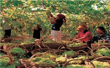 人本时代和创意<em>旅游</em>——吐鲁番地方管理创新实践与思考视频教程 陈书国 3讲 吐鲁番市<em>旅游</em>局