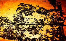 陆地生态系统植被生产力的估算视频教程 袁文平 3讲 北京师范大学