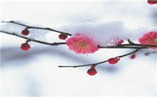 梅花香自苦寒来---拥抱理想 开创未来视频教程 杜承南 3讲 重庆大学