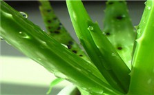 室内植物<em>种植</em>宜忌视频教程 邬志星 4讲 中国风景园林学会