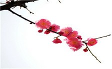 《金瓶梅》的“奇”与“真”视频教程 王齐洲 5讲 华中师范大学