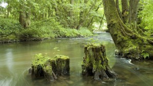 Human exposures to environmental antibiotic resistance视频教程 David W.Graham 3讲 英国纽卡斯尔大学