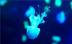 Fractal Skeletons: The Plankton Paradox and the Universality in Death by Starvation视频教程 Celso Grebog