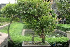 学树艺、做<em>环保</em>——攀出新天地视频教程 欧永森 3讲 香港树木学会