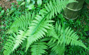 陆地植物的生活史进化视频教程 仇寅龙 2讲 美国密歇根大学