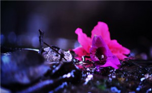 品读《诗经》之婚姻爱情篇——《诗经》中的爱与哀愁视频教程 关爱民 5讲 吉林大学