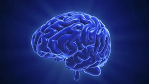 人脑孕育人性：从人脑探索人性的秘密视频教程 朱锐 5讲 美国森林湖学院