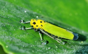 植物病害生物防治与微生态学系列学术报告视频教程 Rainer Borriss 12讲 德国柏林洪堡大学