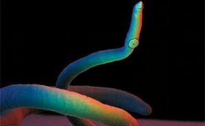 我国重要人兽共患寄生虫病原生物学的研究视频教程 唐崇惕 4讲 厦门大学