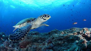 追寻深海的秘密——南海的形成及其探测视频教程 周怀阳 6讲 同济大学