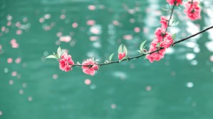 诗意栖居与苏轼诗学建构视频教程 沈章明 5讲 华东师范大学