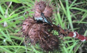 历史时期油料类作物地理分布与传播视频教程 韩茂莉 4讲 北京大学