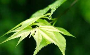 孔子思想与现代企业管理视频教程 甄尽忠 6讲 郑州航空工业管理学院