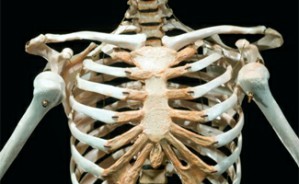 人体解剖学视频教程 凌树才 6讲 浙江大学