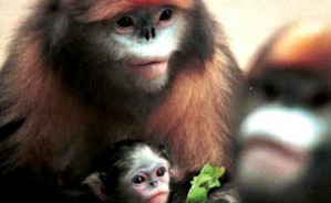 中国动物保护法的过去、现在和将来视频教程 常纪文 6讲 中国社会科学院