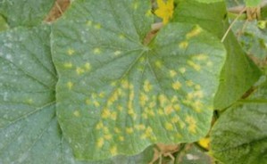 农业植物病理学（实验）视频教程 郑露 6讲 华中农业大学