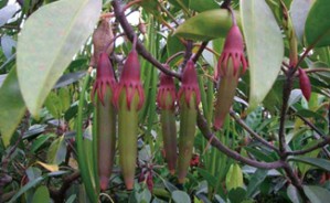 植物基因操纵原理与方法视频教程 甘银波 4讲 浙江大学