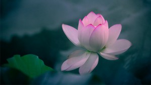 荷花叙事与文化景观生产视频教程 田兆元 4讲 华东师范大学