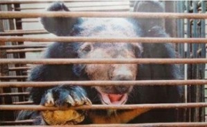 人对动物负有何种道德义务：以归真堂事件为核心视频教程 杨通进 6讲 中国社会科学院