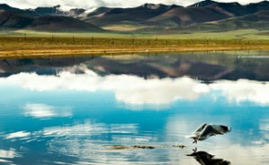 最后的净土视频教程 张超音 6讲 民族出版社