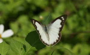 认识鳞翅目昆虫视频教程 武春生 4讲 中国科学院