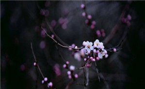 偶态、可能性与形而上学视频教程 谢文郁 4讲 山东大学