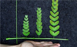 高级生态学视频教程 牟溥 4讲 北京师范大学