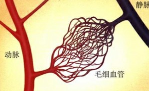 《人体生理学》——血液循环视频教程 董静 20讲 青岛大学附属医院