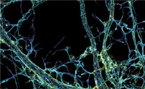 《纳米生物学》视频教程 程义云 27讲 华东师范大学