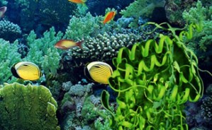 海洋化学进展视频教程 陈敏 35讲 厦门大学