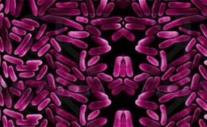 Cell Biology and Immunology in Space 视频教程 Marianne Cogoli 37讲 瑞士苏黎世大学