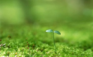 作物育种学视频教程 祝水金 39讲 浙江大学