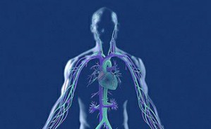 人体探索视频教程 朱亚文 43讲 南京大学