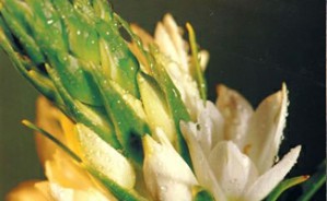 植物学视频教程 强胜 52讲 南京农业大学