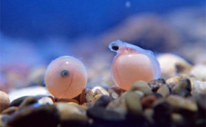 环境微生物学视频教程 郑平 68讲 浙江大学