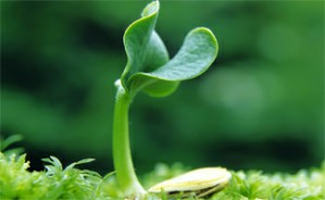 植物学视频教程 冯富娟 71讲 东北林业大学